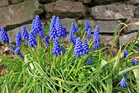 Muscari Stock Photos