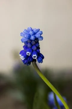 Muscári Foto stock