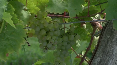 Muscat 1 Stock Footage 913621