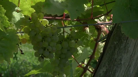 Muscat 2 Stock Footage 913555