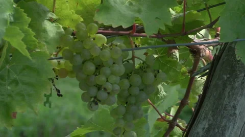 Muscat 3 Stock Footage 913489