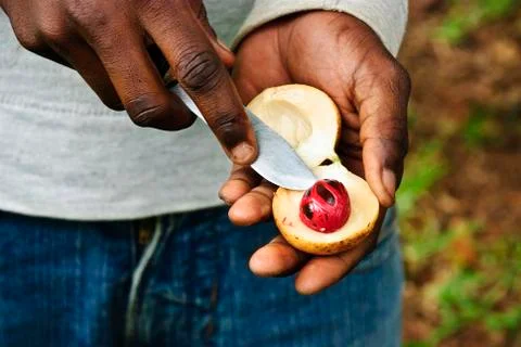 Muscat nut Stock Photos