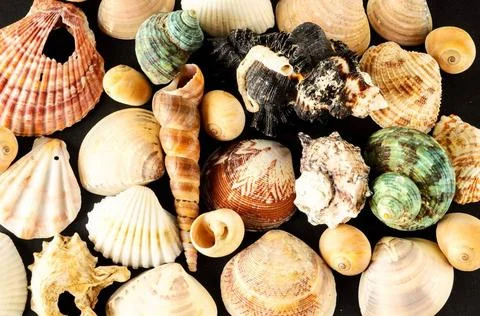Muschel-Hintergrundtextur Seashell background texture lots of sea snails m... 库存照片