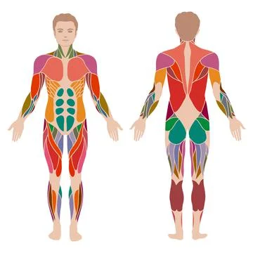 Muscle anatomy Illustrazione stock