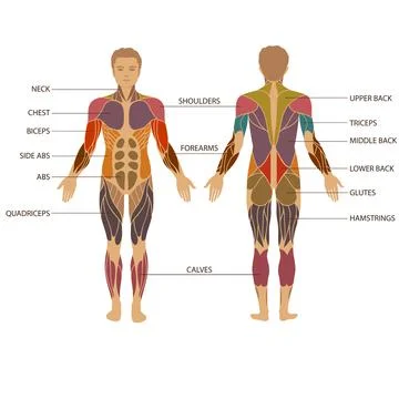 Muscle anatomy Stock Illustration