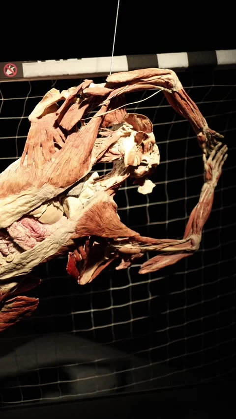 Muscle anatomy model posed as diving football goalkeeper Video stock 332163759