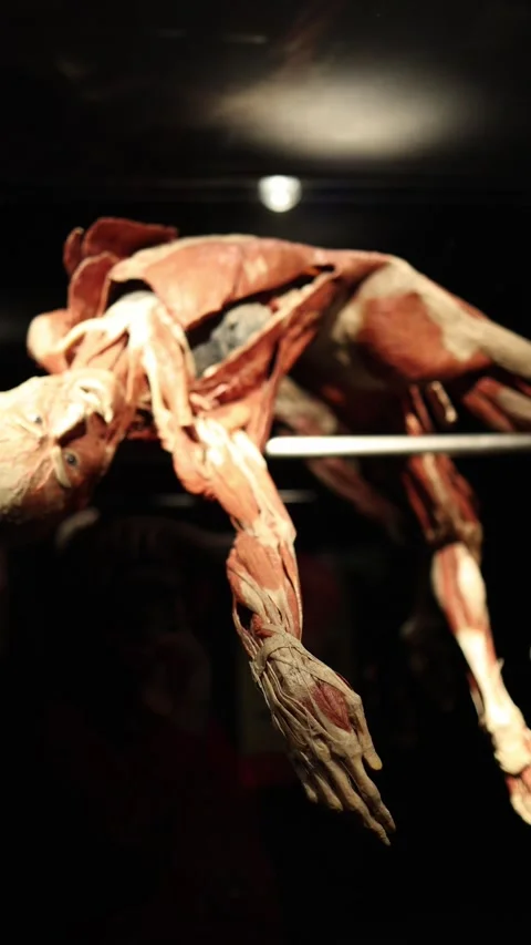 Muscle anatomy torso model close up Vídeo Stock 332163762