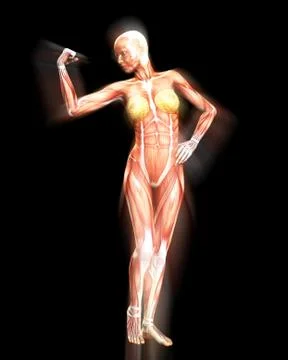 Muscle Body Stock Illustration