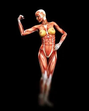 Muscle Body Stock Illustration