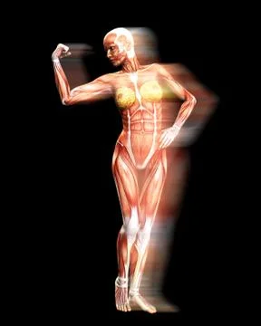 Muscle Body Stock Illustration