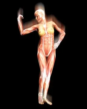 Muscle Body Stock Illustration