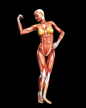 Muscle Body Stock Illustration