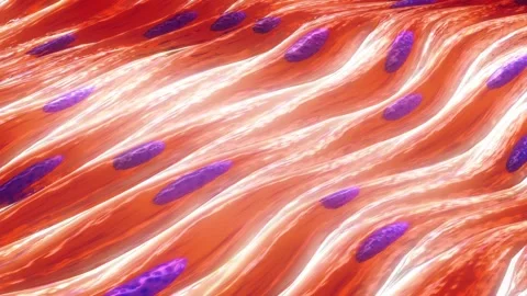 Muscle Cells Video stock 332492438