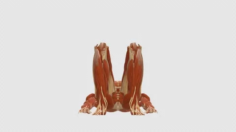 Muscle Dead Bug Core Exercise Front View Alpha Stock Footage 335870752
