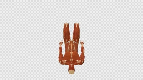 Muscle Dead Bug Core Exercise Top View Alpha Stock Footage 335870824