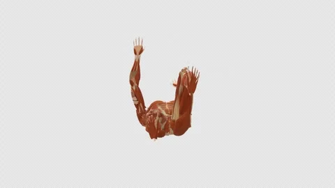 Muscle Dead Bug Extension 360 Rotation Alpha Stock Footage 336256583