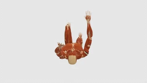 Muscle Dead Bug Extension Overhead View Alpha Stock Footage 336256249