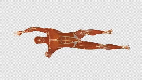 Muscle Dead Bug Extension Top View Alpha Stock Footage 336256501