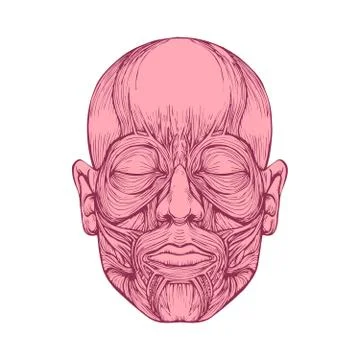 Muscle of faces Illustrazione stock