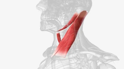 Muscle forming the carotid triangle | Stock Video | Pond5