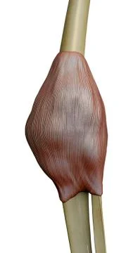 Muscle, knee Illustration