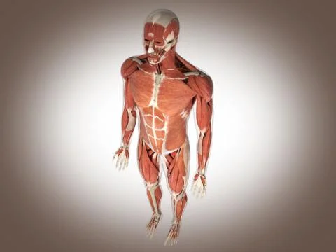 Muscle man Stock Illustration