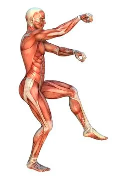 Muscle maps Stock Illustration