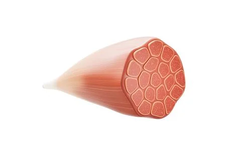 Muscle structure, medical concept visualization, 3d rendering. Stock Illustration