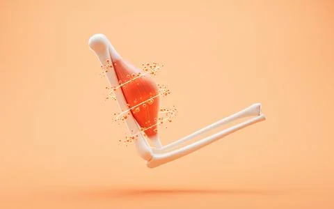 Muscle structure, medical concept visualization, 3d rendering. Stock Illustration