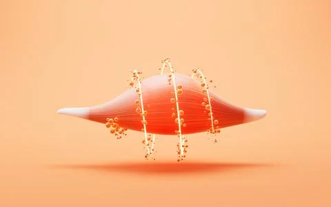 Muscle structure, medical concept visualization, 3d rendering. Stock Illustration