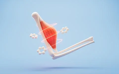 Muscle structure, medical concept visualization, 3d rendering. Stock Illustration