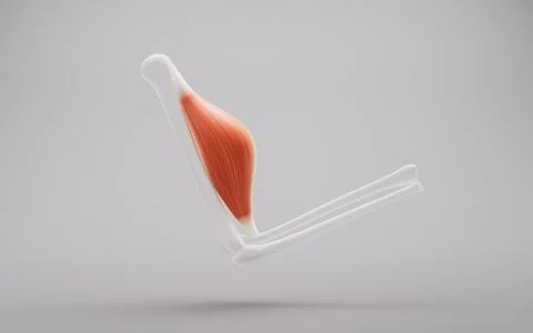 Muscle structure, medical concept visualization, 3d rendering. Stock Illustration