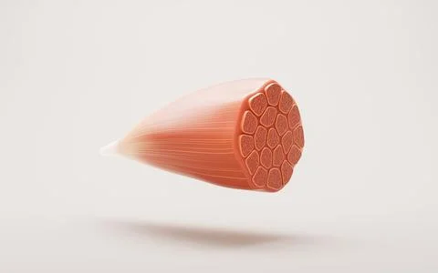 Muscle structure, medical concept visualization, 3d rendering. Stock Illustration