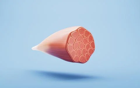 Muscle structure, medical concept visualization, 3d rendering. Stock Illustration