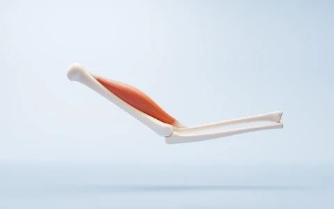 Muscle structure, medical concept visualization, 3d rendering. Stock Illustration