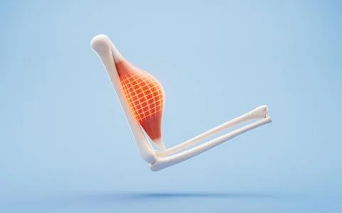 Muscle structure, medical concept visualization, 3d rendering. Stock Illustration