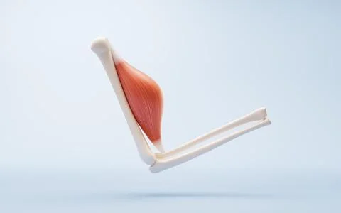 Muscle structure, medical concept visualization, 3d rendering. Stock Illustration