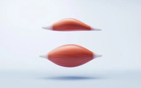 Muscle structure, medical concept visualization, 3d rendering. Stock Illustration