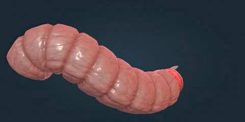 Muscle tissue contracts forcefully when excited, providing movement. Stock Illustration