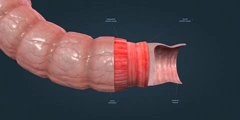 Muscle tissue contracts forcefully when excited, providing movement. Stock Illustration
