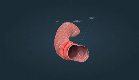Muscle tissue contracts forcefully when excited, providing movement. Stock Illustration