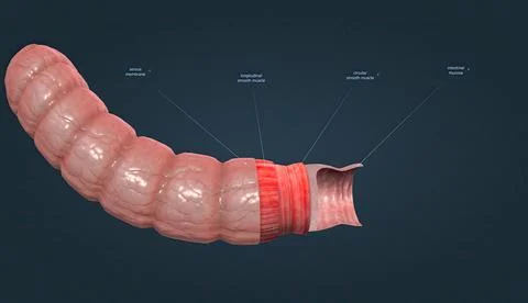Muscle tissue contracts forcefully when excited, providing movement. Stock Illustration