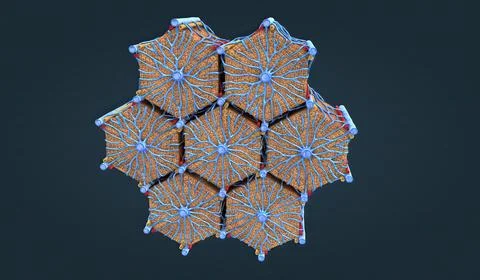 Muscle tissue contracts forcefully when excited, providing movement. Stock Illustration