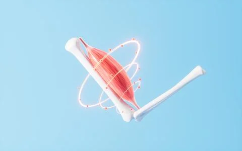 Muscle tissue of the human arm, 3d rendering. Stock Illustration