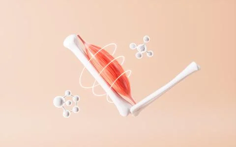 Muscle tissue of the human arm, 3d rendering. Stock Illustration