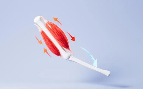 Muscle tissue of the human arm, 3d rendering. Stock Illustration