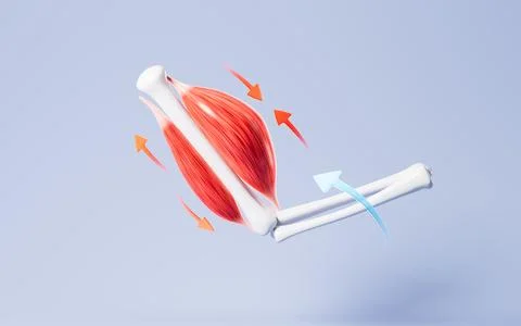 Muscle tissue of the human arm, 3d rendering. Stock Illustration