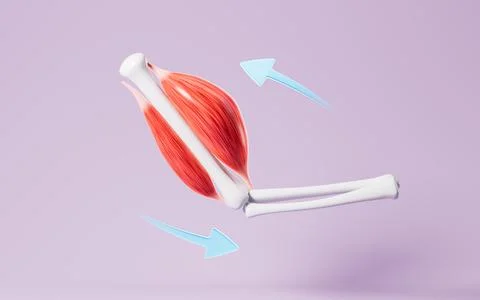 Muscle tissue of the human arm, 3d rendering. Stock Illustration