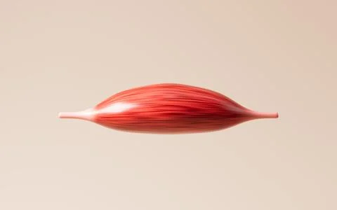 Muscle tissue of the human arm, 3d rendering. Stock Illustration