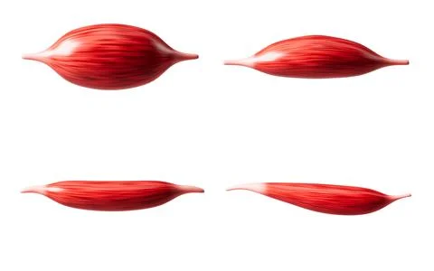 Muscle tissue of the human arm, 3d rendering. Stock Illustration